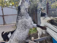 Goat, Kamori goats — photo 1