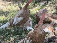 Broad Breasted White — photo 1