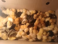 Chickens — photo 2