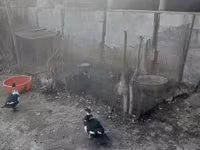 Chickens — foto 5