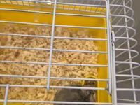 Cırtdan hamster qəfəsi ilə birgə - Növlə: cırtdan (dwarf) hamster — photo 3