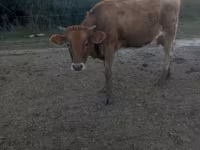 Cow, Jersey breed — photo 2