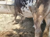 Vaca, Raça Alatau — foto 1