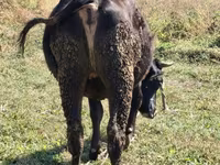 Krava, Alatau plemeno — foto 4