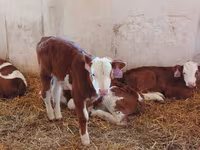 Buğa, Simmental cattle — foto 6