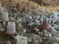 Chickens — foto 2