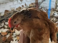 Chickens — foto 4