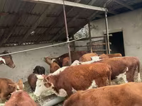 Bovinos (lote, sexo não especificado), Bovinos — foto 4