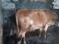 Buğa, Simmental cattle — foto 2