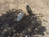 Ducks — photo 3