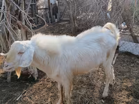 Keçi, Saanen goat — foto 2