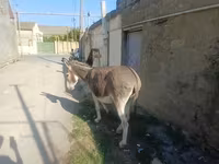 Caballos (lote, sexo no especificado), Caballos — foto 3