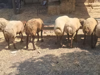 Sheep, Sheep — photo 2