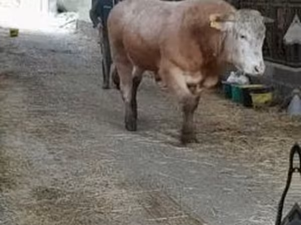 Buğa, Blonde d’Aquitane cattle