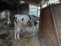 Bulle, Simmental cattle — Foto 3