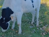 Cow, Russian Black pied cattle — photo 1