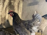 Australorp — Foto 1