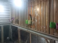 Chickens — foto 5