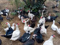 Ducks — الصورة 4