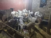 Goat, Goats — photo 6