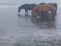Klisna, Kustanai horse — foto 2