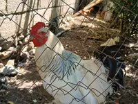 Chickens — photo 1