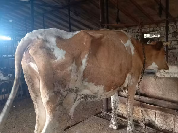Kuh, Simmental cattle
