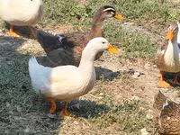 Ducks — photo 3