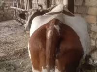 Cow, Simmental cattle — photo 1