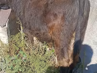 Byk, Simmental cattle — zdjęcie 2