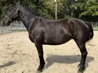 Madyan, Percheron — foto 1