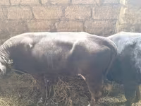 Buğa, Aberdin – Angus — foto 3