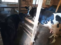 Cow, Holstein breed — photo 4