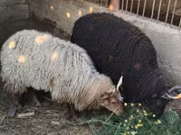母羊, Racka sheep — 照片 1