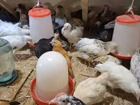 Chickens — foto 3