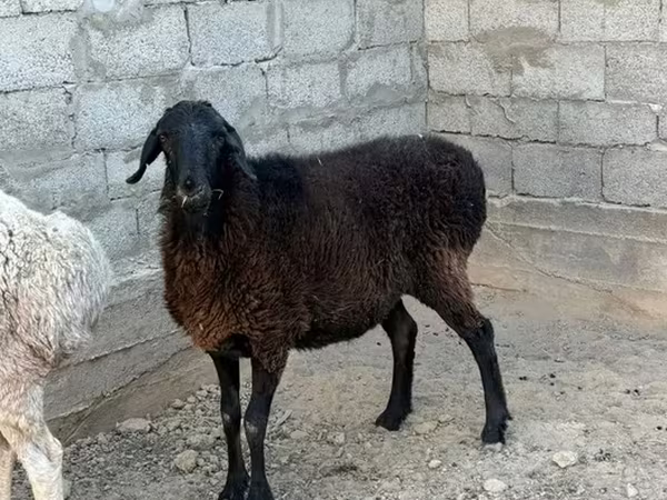 Кочкор, Койлор