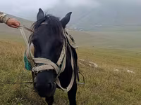 Caballo, Caballos — foto 4