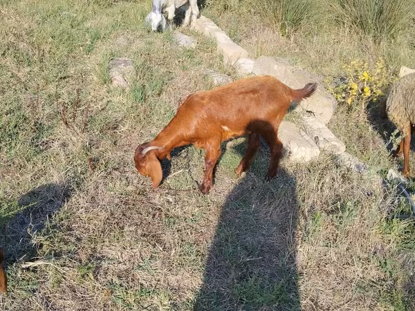 Goats (batch, sex not specified), Goats