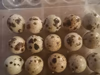Quails — الصورة 8