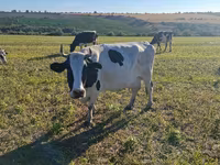 Cow, Simmental cattle — photo 5