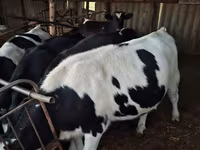 Krava, Russian Black pied cattle — foto 4