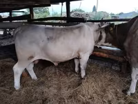 सांड, लिमोज़िन गाय — फ़ोटो 1