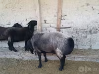 Baran, Edilbay sheep — zdjęcie 3
