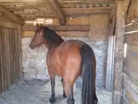 Kobyła, Međimurje horse — zdjęcie 5