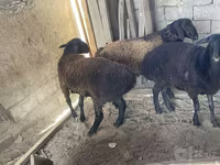 Beran, Rhon sheep — foto 8