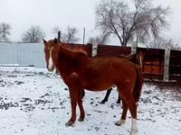 Kůň, Kazakh horse — foto 7