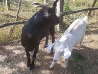 Dişi keçi, Nubian Goat — foto 5