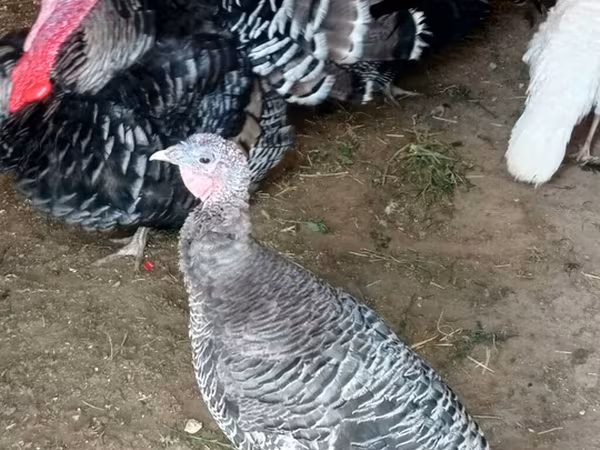 Turkeys — Azərbaycan