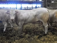 Buğa, Blonde d’Aquitane cattle — foto 5
