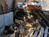 Ducks — photo 2